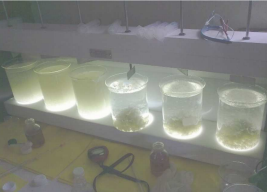 Calderas y líneas de vapor